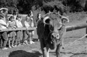 Charlie Brown the ox at the Stephen Foster State Culture Center - White Springs, Florida.