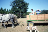 Patricia Duval driving a wagon harnessed to her Percheron horses - Wellborn, Florida