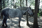 Draft horse - Wellborn, Florida