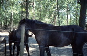 Draft horse - Wellborn, Florida