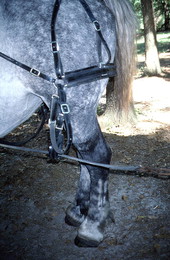 Draft horse with tack - Wellborn, Florida