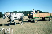 Patricia Duval and children in horse-drawn wagon - Wellborn, Florida
