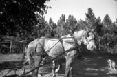 Draft horse with tack - Wellborn, Florida