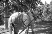 Draft horse with tack - Wellborn, Florida