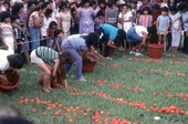 Tomato picking race at Mexican Independence Day celebration - Florida City, Florida.