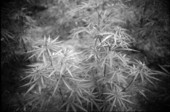 View of Marijuana.