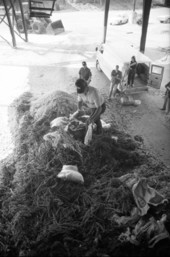 Law enforcement agents mix marijuana into wood pulp at Hiagor Lumber Mill in preparation of burning confiscated drugs - Havana, Florida.