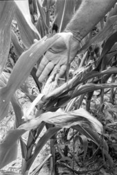 Close up view of corn - Tallahassee, Florida.