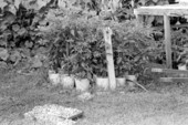 Datil pepper plants - Elkton, Florida