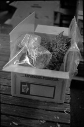 Box lined with plastic and being packed with ferns at the Hagstrom family fernery - Pierson, Florida