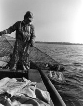 Tommy Noles, Crescent City, FL working catfish traps on St. Johns River..