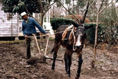 James Ambrose demonstrating plowing - Live Oak, Florida