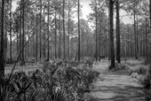 Interpretive trail at the Olustee Battlefield Historic Site - Lake City, Florida