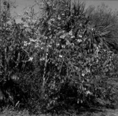 Vegetation at Koreshan Historic State Park - Estero, Florida