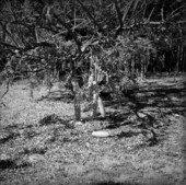 Sausage tree (Kigelia africana) Koreshan Historic State Park - Estero, Florida