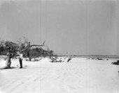 Jim Work and Charles Graves examining trees on beach at north end of Little Talbot Island State Park - Jacksonville, Florida.