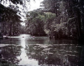 View of springs at Manatee Springs State Park - Chiefland, Florida