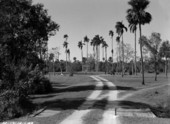 Road leading to the Barron Collier Memorial at Collier-Seminole State Park - Collier County, Florida
