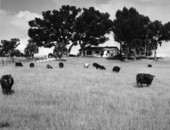 Cattle grazing on a ranch - Ocala, Florida .
