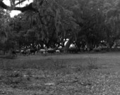 Scrub cattle at Lake Kissimmee State Park - Polk County, Florida