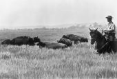 Park ranger, Paul Crawford, inspecting bison at Paynes Prairie Preserve State Park - Alachua County, Florida