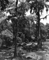 Scenic view at Hillsborough River State Park - Hillsborough County, Florida