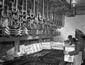 Employees working in freezer at the American Fruit Growers packing house.