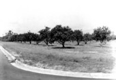 View of Winter Haven grove