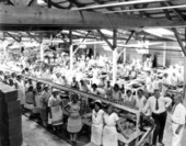 Interior of Robert Brothers, Inc. canning plant