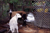Lambs in the yard before slaughter - Tarpon Springs, Florida.