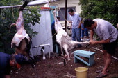 Men skinning lambs - Tarpon Springs, Florida.
