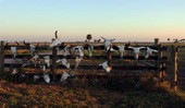 Cattle skulls at the Dixie Ranch in Okeechobee, Florida.