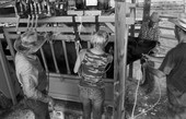 View showing a squeeze chute on a ranch in Florida.