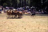 Sheep and border collie owned by Dan Phillps at Florida Folklife Festival - White Springs, Florida.