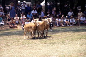Spectators watch a border collie herd sheep at Florida Folklife Festival - White Springs, Florida.