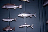 Examples of fishes on the wall - Everglades City, Florida.