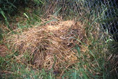 Alligator's nest - LaBelle, Florida.