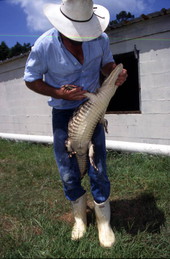 Kelvin Townsend with an alligator - LaBelle, Florida.