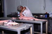 Employee at the farm skinning an alligator - LaBelle, Florida.