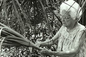 Pearlie Gates gathering palmetto for crafts