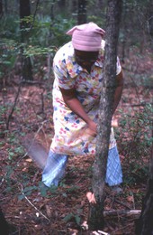 Lucreaty Clark chopping down a white oak tree to use for making baskets