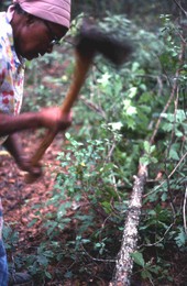 Lucreaty Clark chopping up a white oak tree she will use for making baskets