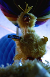 Big Bird pinata inside "La Casa de Las Pinatas" in Little Havana - Miami, Florida.