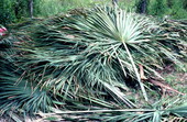 Palm leaves gathered up by Mary Billie - Big Cypress Seminole Indian Reservation