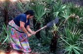 Mary Billie gathering palmettos - Big Cypress Seminole Indian Reservation