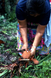 Mary B. Billie harvesting palmetto fibers for dollmaking - Big Cypress Reservation, Florida
