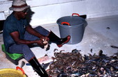 Shrimper from David Cook's crew sorting his catch - Fernandina Beach, Florida