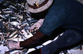 Shrimper gathering shrimp from the fishing net contents - Fernandina Beach, Florida
