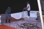 Shrimpers pulling in their catch - Fernandina Beach, Florida