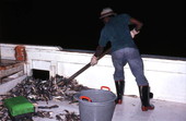 Shrimper sweeping unwanted fish and debris off boat - Fernandina Beach, Florida